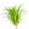 Beaucarnea Recurvata Stamm Ø12cm - ↕110 - 130cm