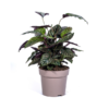 Calathea Ornata Sanderiana Ø27cm - ↕60 - 80cm