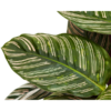 Calathea Ornata Sanderiana Ø27cm - ↕60 - 80cm