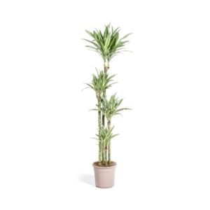 Dracaena Deremensis White Stripe Ø27cm - ↕170 - 190cm