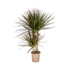 Dracaena Marginata Magenta Ø17cm - ↕50 - 70cm