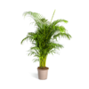 Dypsis Areca lutescens Ø27cm - ↕150 - 170m