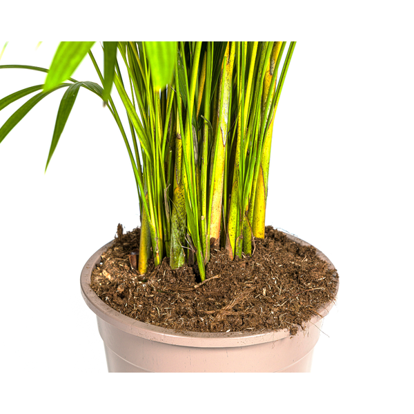 Dypsis Areca lutescens Ø27cm - ↕150 - 170m