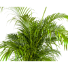 Dypsis Areca lutescens Ø27cm - ↕150 - 170m