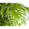 Dypsis Areca lutescens Ø27cm - ↕150 - 170m