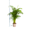 Dypsis Areca lutescens Ø27cm - ↕150 - 170m