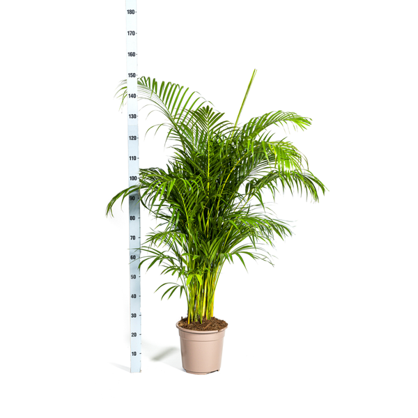 Dypsis Areca lutescens Ø27cm - ↕150 - 170m