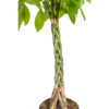 Pachira Aquatica Ø27cm - ↕130 - 150cm