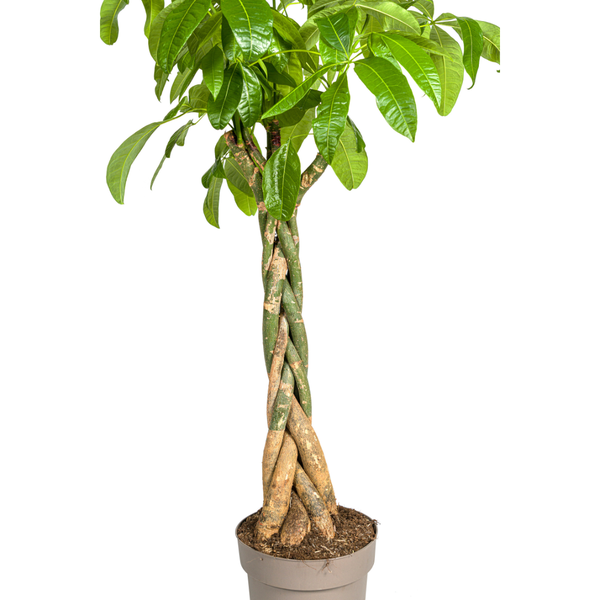 Pachira Aquatica Ø30cm - ↕160 - 180cm