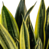 Sansevieria Trifasciata Canary Ø17cm - ↕45 - 55cm