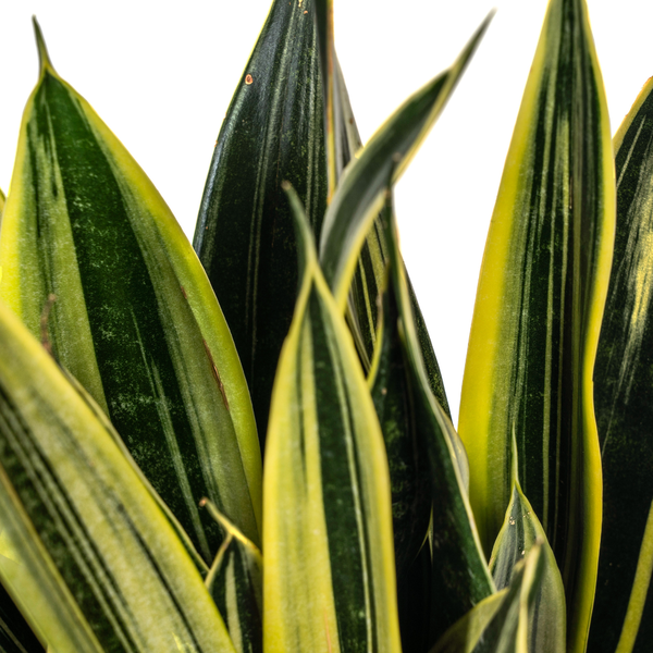 Sansevieria Trifasciata Canary Ø17cm - ↕45 - 55cm