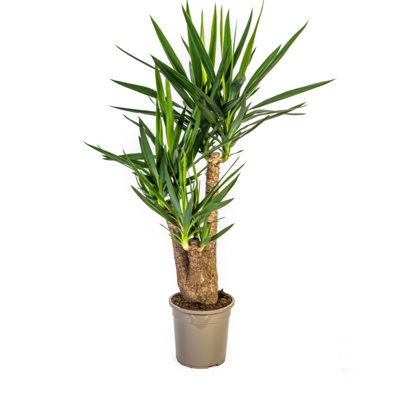Yucca Elephantipes Verzweigt Ø24cm - ↕80-100cm