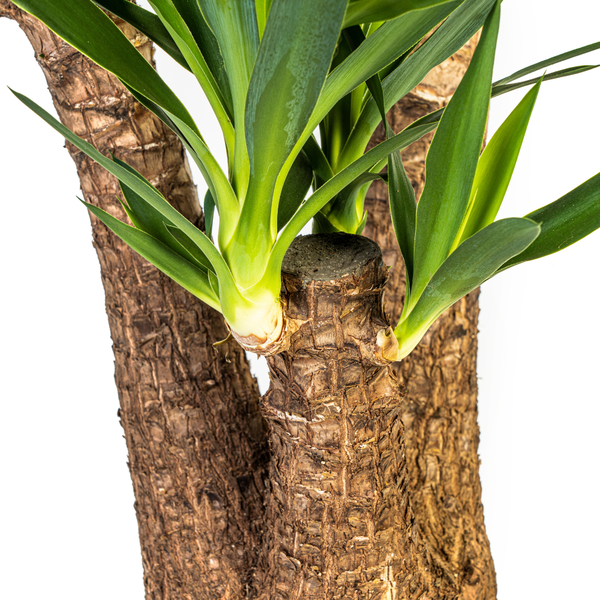 Yucca Elephantipes Verzweigt Ø24cm - ↕80-100cm