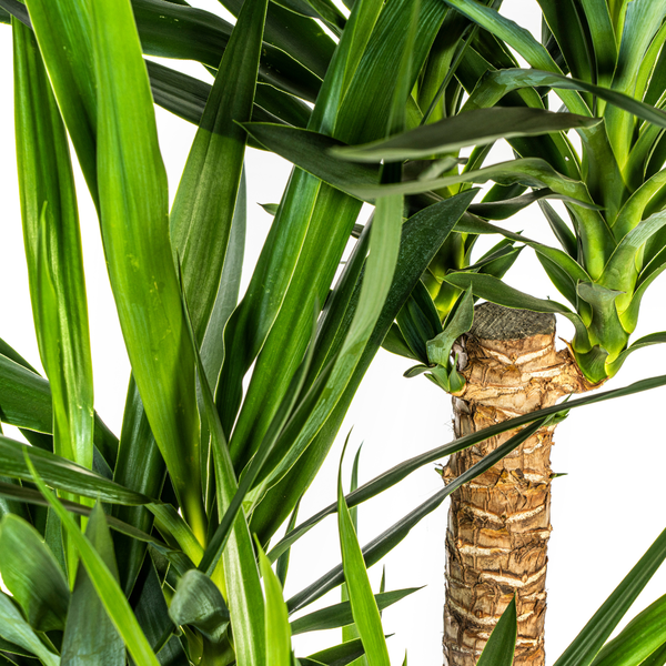 Yucca Elephantipes Verzweigt Ø24cm - ↕80-100cm