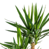 Yucca Elephantipes Verzweigt Ø24cm - ↕80-100cm
