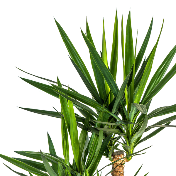 Yucca Elephantipes Verzweigt Ø24cm - ↕80-100cm