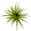 Dracaena Marginata Sunray Ø17cm - ↕60 - 80cm