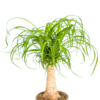Beaucarnea Recurvata Stamm Ø17cm - ↕40 - 60cm