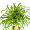 Beaucarnea Recurvata Stamm Ø21cm - ↕60 - 80cm