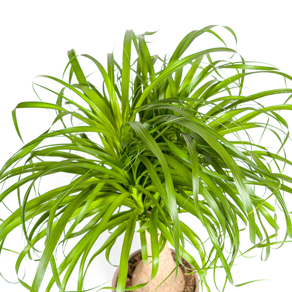 Beaucarnea Recurvata Stamm Ø21cm - ↕60 - 80cm