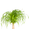 Beaucarnea Recurvata Stamm Ø21cm - ↕60 - 80cm