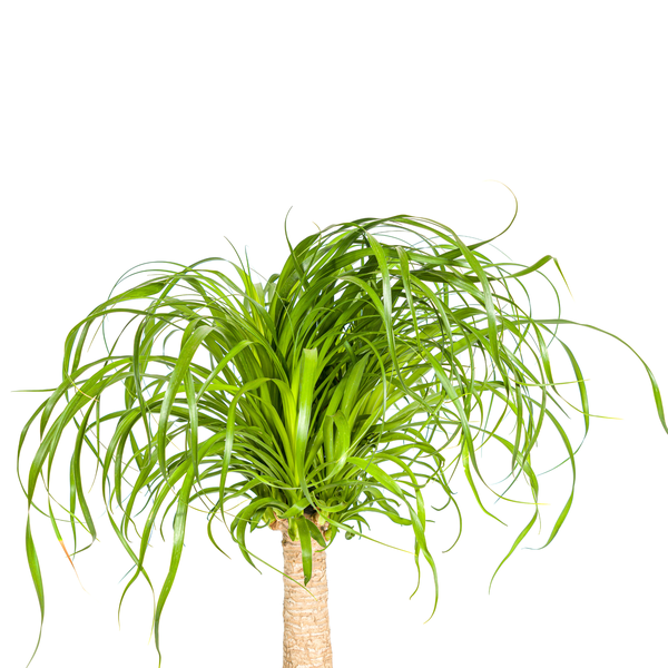 Beaucarnea Recurvata Stamm Ø21cm - ↕60 - 80cm
