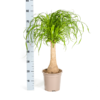 Beaucarnea Recurvata Stamm Ø21cm - ↕60 - 80cm