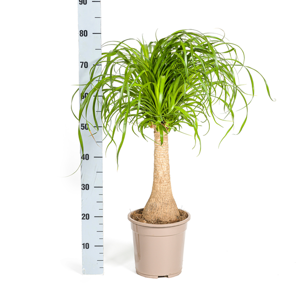 Beaucarnea Recurvata Stamm Ø21cm - ↕60 - 80cm