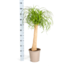 Beaucarnea Recurvata Stam Ø24cm - ↕80 - 100cm
