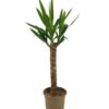 Yucca Elephantipes Ø17cm - ↕60 - 80cm