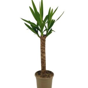 Yucca Elephantipes Ø17cm - ↕60 - 80cm