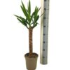 Yucca Elephantipes Ø17cm - ↕60 - 80cm
