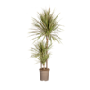 Dracaena Marginata Bicolor Ø21cm - ↕110 - 130cm