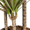 Dracaena Marginata Bicolor Ø21cm - ↕110 - 130cm