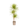 Dracaena Marginata Sunray Ø24cm - ↕130 - 150cm