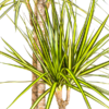 Dracaena Marginata Sunray Ø24cm - ↕130 - 150cm