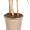 Dracaena Marginata Sunray Ø24cm - ↕130 - 150cm