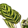Calathea Makoyana Ø17cm - ↕40 - 50cm