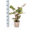 Calathea Makoyana Ø17cm - ↕40 - 50cm