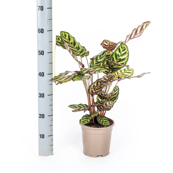 Calathea Makoyana Ø17cm - ↕40 - 50cm