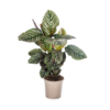 Calathea Ornata Sanderiana Ø17cm - ↕40 - 50cm