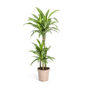 Dracaena Deremensis White Stripe Ø21cm - ↕90 - 110cm