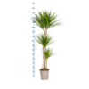 Dracaena Marginata Green Ø24cm - ↕130 - 150cm