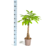 Pachira Aquatica Ø19cm - ↕70 - 90cm