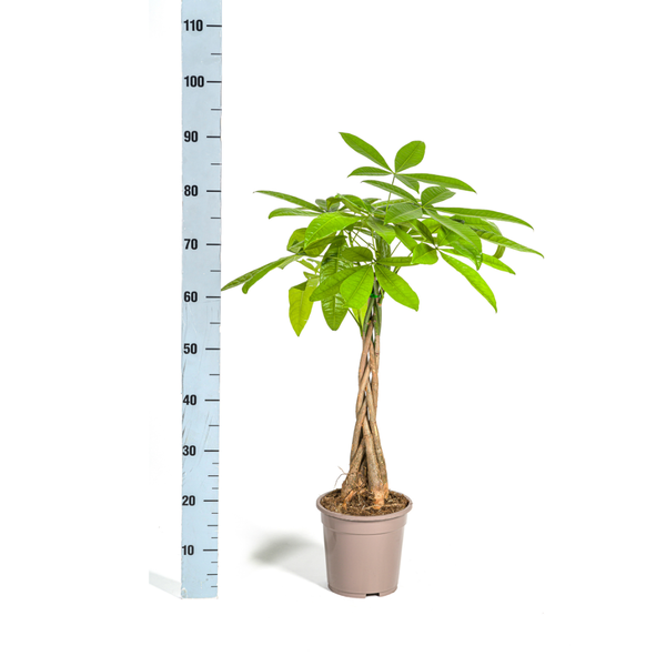 Pachira Aquatica Ø19cm - ↕70 - 90cm