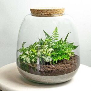Pflanzenterrarium - Emma Mini - DIY kit - ↑ 20 cm - Ø 19 cm - Fittonia White Tiger