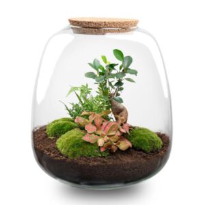Pflanzenterrarium - Emma - DIY kit - ↑ 25 cm - Ø 23 cm - Bonsai Red