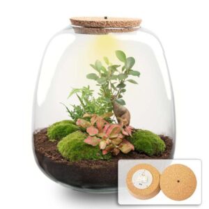 Pflanzenterrarium - Emma - DIY kit - ↑ 25 cm - Ø 23 cm - Bonsai Red + LED