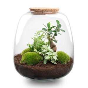 Pflanzenterrarium - Emma - DIY kit - ↑ 25 cm - Ø 23 cm - Bonsai White