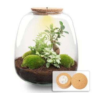 Pflanzenterrarium - Emma - DIY kit - ↑ 25 cm - Ø 23 cm - Bonsai White + LED